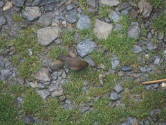 Carpodacus formosanus