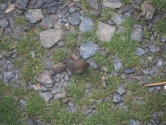 Carpodacus formosanus