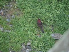 Carpodacus formosanus
