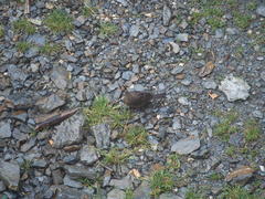 Carpodacus formosanus