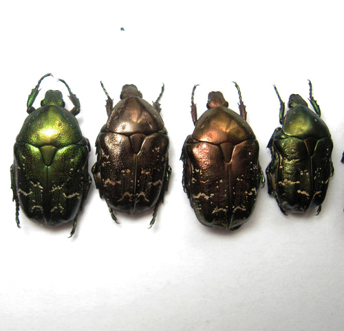 Protaetia cuprea hieroglyphica