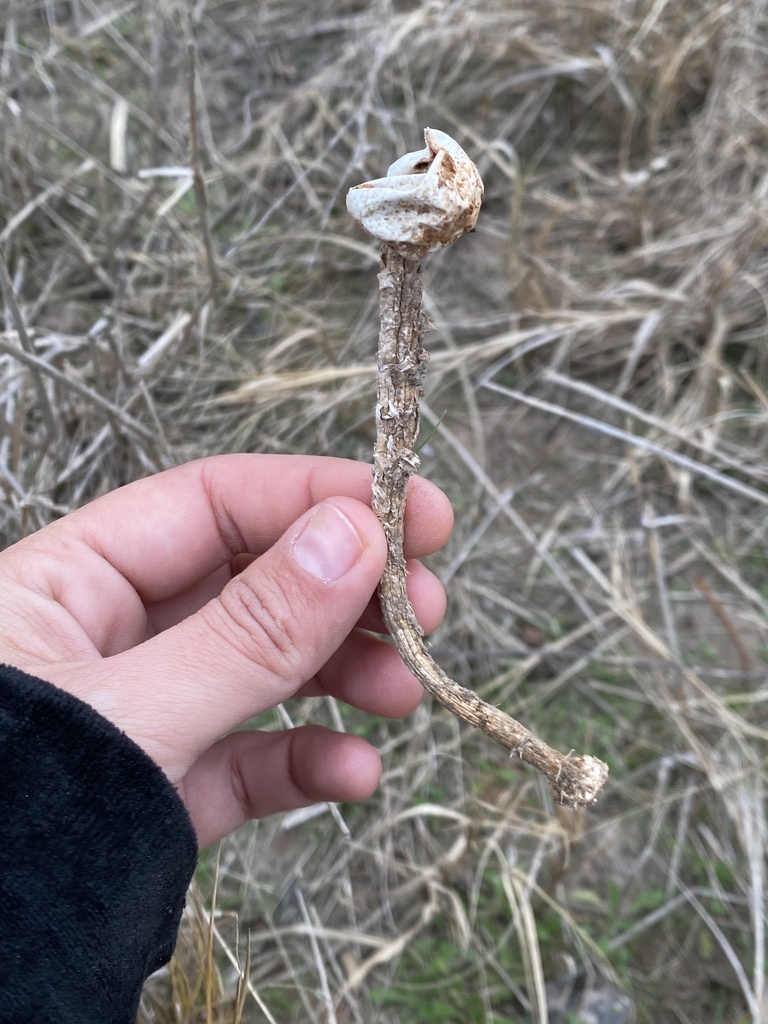Tulostoma fimbriatum · August 2024 · photo: © tutitah (iNaturalist, cc0)
