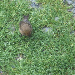 Carpodacus formosanus