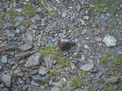 Carpodacus formosanus