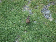 Carpodacus formosanus