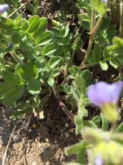 Polemonium californicum