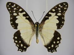 Graphium angolanus baronis