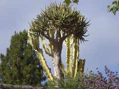 Aloidendron