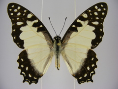 Graphium angolanus baronis