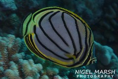 Chaetodon meyeri