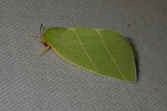 Bena bicolorana