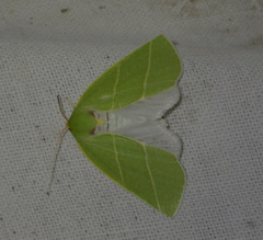 Bena bicolorana
