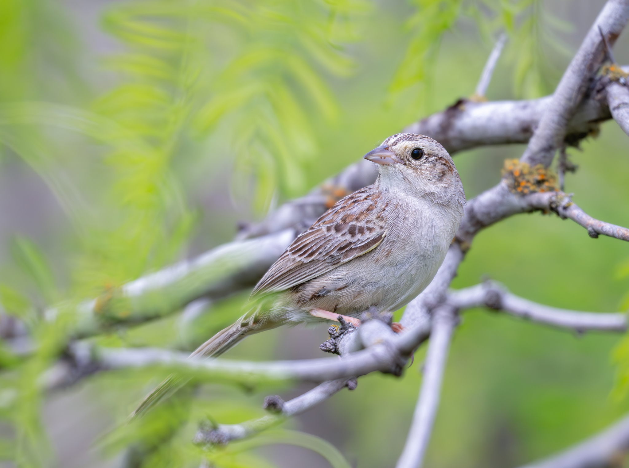 Cassin's Sparrow (Peucaea cassinii)