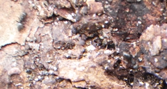 Technomyrmex difficilis