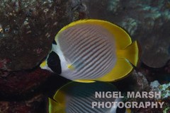 Chaetodon adiergastos