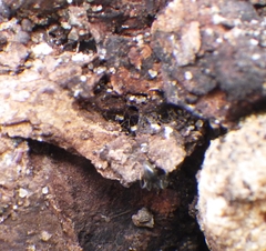 Technomyrmex difficilis