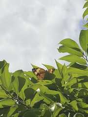 Cupha erymanthis lotis
