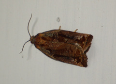 Archips oporana