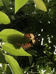 Cupha erymanthis lotis