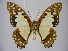 Graphium angolanus baronis