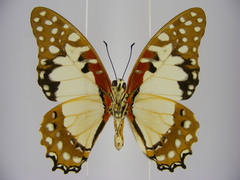 Graphium angolanus baronis