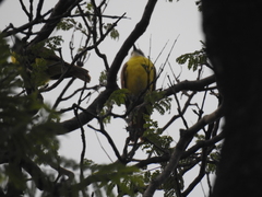 Pitangus sulphuratus