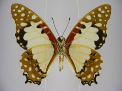 Graphium angolanus baronis