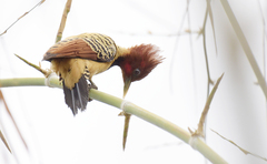 Kaempfer's Woodpecker photo 2