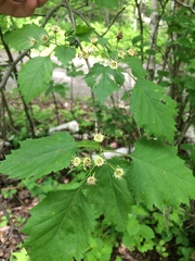 Crataegus schuettei