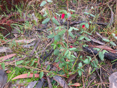 Correa reflexa scabridula