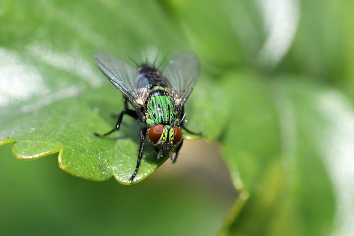 Phorinia atypica