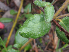 Correa reflexa scabridula