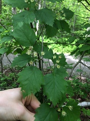 Crataegus schuettei