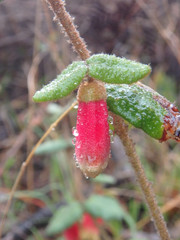 Correa reflexa scabridula
