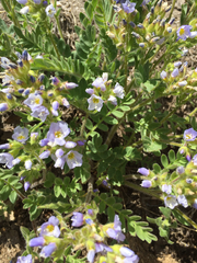 Polemonium californicum