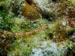 Corythoichthys schultzi