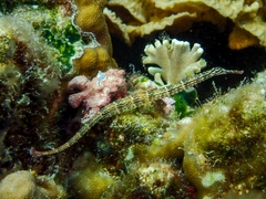 Corythoichthys schultzi