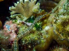 Corythoichthys schultzi