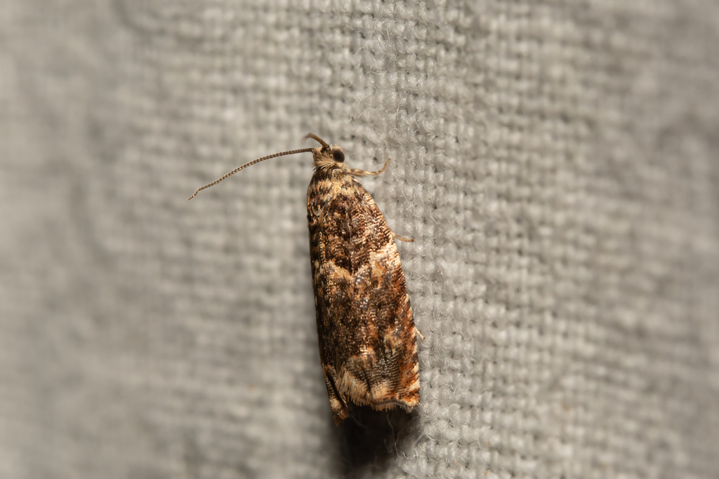 Brindled Shoot
