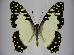 Graphium angolanus baronis
