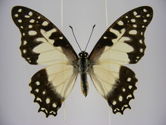 Graphium angolanus baronis