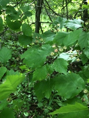 Crataegus schuettei