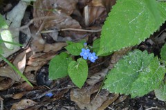 Omphalodes verna