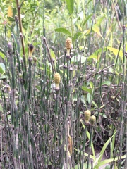 Equisetum variegatum variegatum