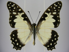 Graphium angolanus baronis