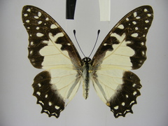 Graphium angolanus baronis