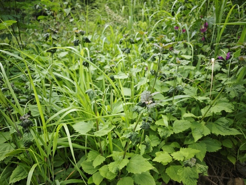 Siam weed