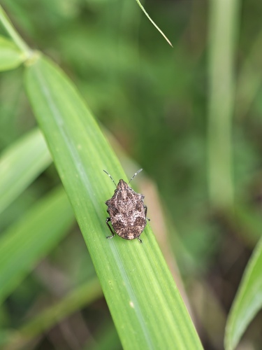 Hotea curculionoides