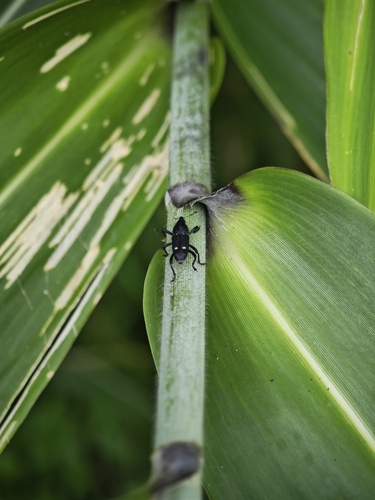 Mimophilus tragicus