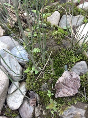 Equisetum variegatum variegatum